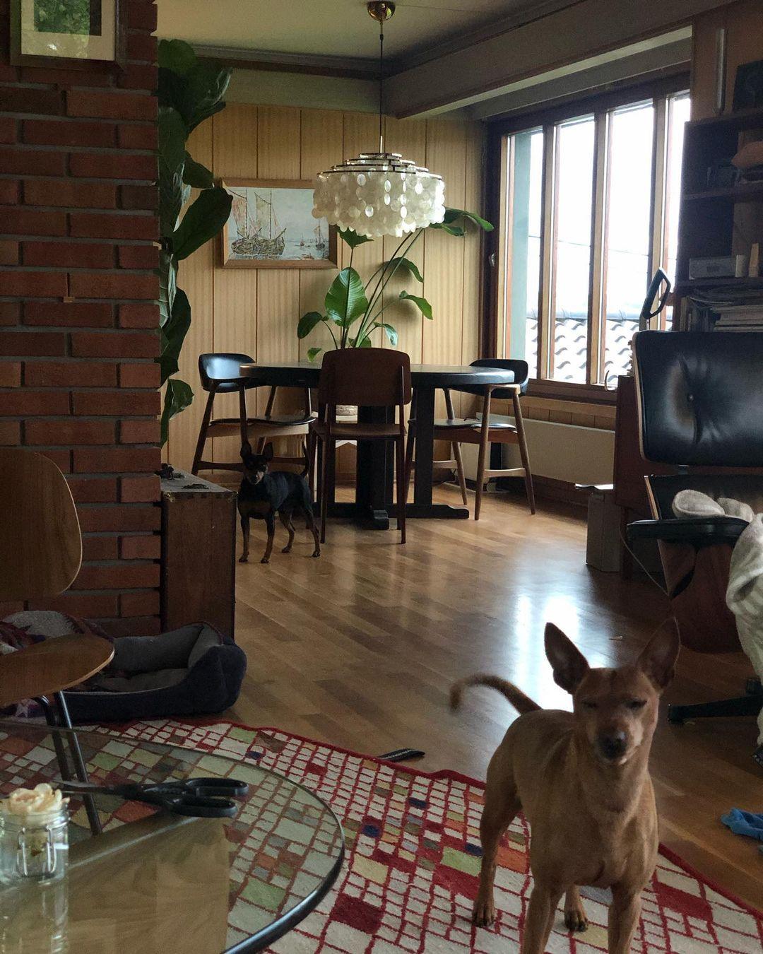 Round Shell Chandelier - Blowlighting